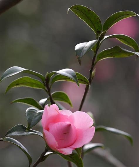 茶花寓意